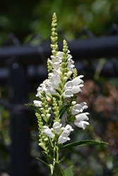 Crystal Peak White Obedient Plant (Physostegia virginiana 'Crystal Peak White') at Canadale Nurseries