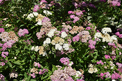 Shirobana Spirea (Spiraea japonica 'Shirobana') at Canadale Nurseries