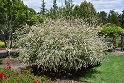 Tricolor Willow (Salix integra 'Hakuro Nishiki') at Canadale Nurseries