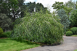 Young's Weeping Birch (Betula pendula 'Youngii') at Canadale Nurseries