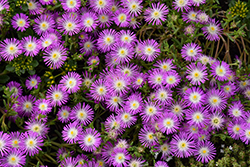 Wheels of Wonder Violet Wonder Ice Plant (Delosperma 'WOWDRW5') at Canadale Nurseries