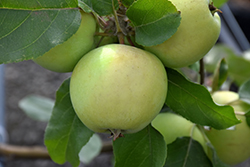 Lodi Apple (Malus 'Lodi') at Canadale Nurseries