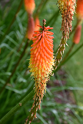 Flamenco Mix Torchlily (Kniphofia 'Flamenco') at Canadale Nurseries