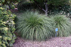 Hameln Dwarf Fountain Grass (Pennisetum alopecuroides 'Hameln') at Canadale Nurseries