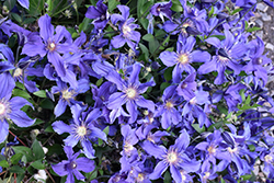 Sapphire Indigo Clematis (Clematis 'Sapphire Indigo') at Canadale Nurseries
