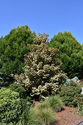 Eskimo Sunset Sycamore Maple (Acer pseudoplatanus 'Eskimo Sunset') at Canadale Nurseries