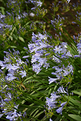 African Lily (Agapanthus africanus) at Canadale Nurseries