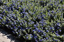 Blue My Mind Morning Glory (Evolvulus 'USEVO1201') at Canadale Nurseries