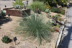 Little Bluestem (Schizachyrium scoparium) at Canadale Nurseries