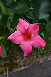 Pink Mandevilla (Mandevilla 'Pink') at Canadale Nurseries