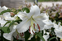 Casa Blanca Lily (Lilium 'Casa Blanca') at Canadale Nurseries