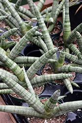 Starfish Sansevieria (Sansevieria cylindrica 'Boncel') at Canadale Nurseries