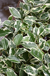 Starlight Weeping Fig (Ficus benjamina 'Starlight') at Canadale Nurseries