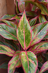 Siam Aurora Chinese Evergreen (Aglaonema 'Siam Aurora') at Canadale Nurseries