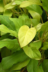 Lemon Lime Philodendron (Philodendron 'Lemon Lime') at Canadale Nurseries