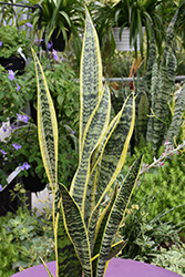 Striped Snake Plant (Sansevieria trifasciata 'Laurentii') at Canadale Nurseries