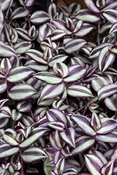 Wandering Jew (Tradescantia zebrina 'Pendula') at Canadale Nurseries