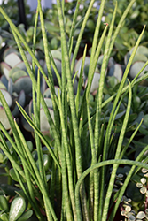 Cylindrical Snake Plant (Sansevieria bacularis) at Canadale Nurseries