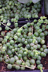 String Of Pearls (Senecio rowleyanus) at Canadale Nurseries