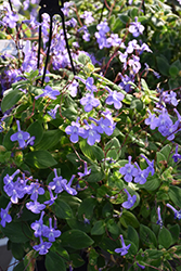 Concord Blue Cape Primrose (Streptocarpus saxorum 'Concord Blue') at Canadale Nurseries