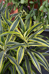 Lemon Lime Dracaena (Dracaena deremensis 'Lemon Lime') at Canadale Nurseries