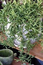 String of Bananas (Senecio radicans) at Canadale Nurseries