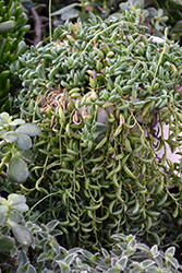 String of Bananas (Senecio radicans) at Canadale Nurseries