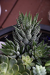 Zebra Plant (Haworthia fasciata) at Canadale Nurseries