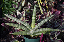 Starfish Sansevieria (Sansevieria cylindrica 'Boncel') at Canadale Nurseries