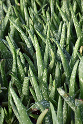 Aloe Vera (Aloe vera) at Canadale Nurseries