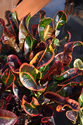 Mammy Croton (Codiaeum 'Mammy') at Canadale Nurseries