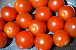 Sweet 100 Tomato (Solanum lycopersicum 'Sweet 100') at Canadale Nurseries