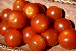 Sweet Million Tomato (Solanum lycopersicum 'Sweet Million') at Canadale Nurseries