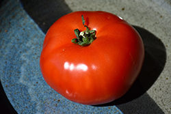 Bush Early Girl Tomato (Solanum lycopersicum 'Bush Early Girl') at Canadale Nurseries