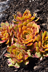 Chick Charms Gold Nugget Hens And Chicks (Sempervivum 'Gold Nugget') at Canadale Nurseries