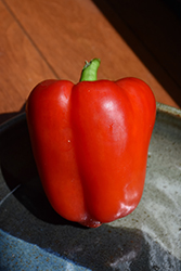 Better Belle II Pepper (Capsicum annuum 'Better Belle II') at Canadale Nurseries