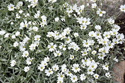 Snow-In-Summer (Cerastium tomentosum) at Canadale Nurseries