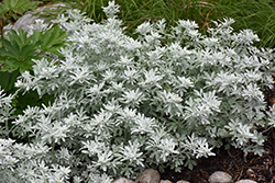 Silver Brocade Artemisia (Artemisia stelleriana 'Silver Brocade') at Canadale Nurseries