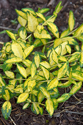 Illumination Periwinkle (Vinca minor 'Illumination') at Canadale Nurseries