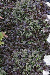 Mahogany Bugleweed (Ajuga reptans 'Mahogany') at Canadale Nurseries