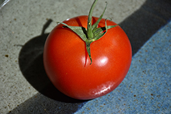 Early Girl Tomato (Solanum lycopersicum 'Early Girl') at Canadale Nurseries