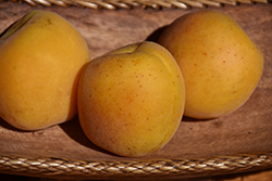 Harcot Apricot (Prunus armeniaca 'Harcot') at Canadale Nurseries