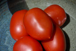Roma Tomato (Solanum lycopersicum 'Roma') at Canadale Nurseries