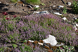 Lemon Thyme (Thymus x citriodorus) at Canadale Nurseries