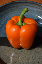 Orange Bell Pepper (Capsicum annuum 'Orange Bell') at Canadale Nurseries