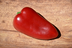 Sweet Heat Hot Pepper (Capsicum annuum 'Sweet Heat') at Canadale Nurseries