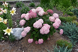 Incrediball Blush Smooth Hydrangea (Hydrangea arborescens 'NCHA4') at Canadale Nurseries