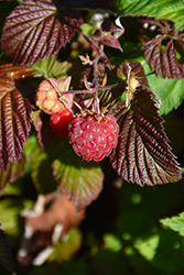 Red Mammoth Raspberry (Rubus 'Red Mammoth') at Canadale Nurseries