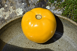 Lemon Boy Tomato (Solanum lycopersicum 'Lemon Boy') at Canadale Nurseries