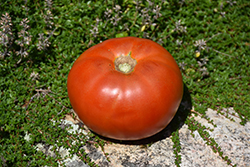Whopper Tomato (Solanum lycopersicum 'Whopper') at Canadale Nurseries
